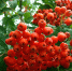 Рябина красная (Sorbus). - Город Ровеньки